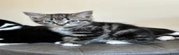 Mixed Breed cats for sale: Beautiful Tabby Kittens - Ready to go - Advert 9