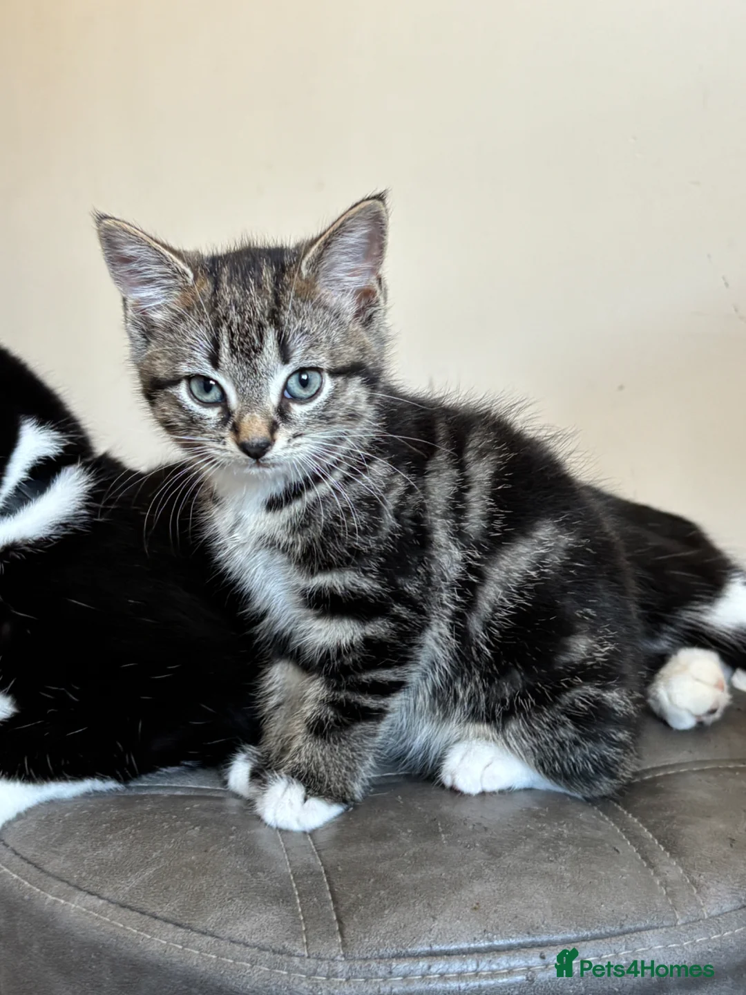 Mixed Breed cats for sale: Beautiful Tabby Kittens - Ready to go - Advert 9