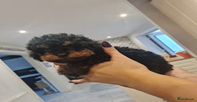 Toy Poodle dogs - Advert 9