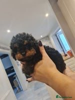 Toy Poodle dogs - Advert 9