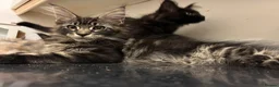Maine Coon cats for sale: Purebred Maine Coon Kittens in Lisburn - Advert 22