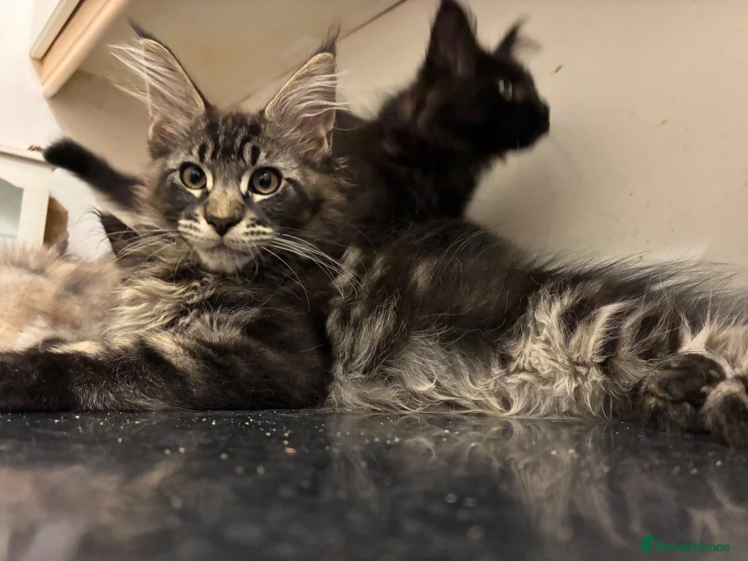 Maine Coon cats for sale: Purebred Maine Coon Kittens in Lisburn - Advert 22