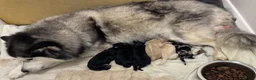 Mixed Breed dogs for sale: Pomsky puppies  - Advert 19