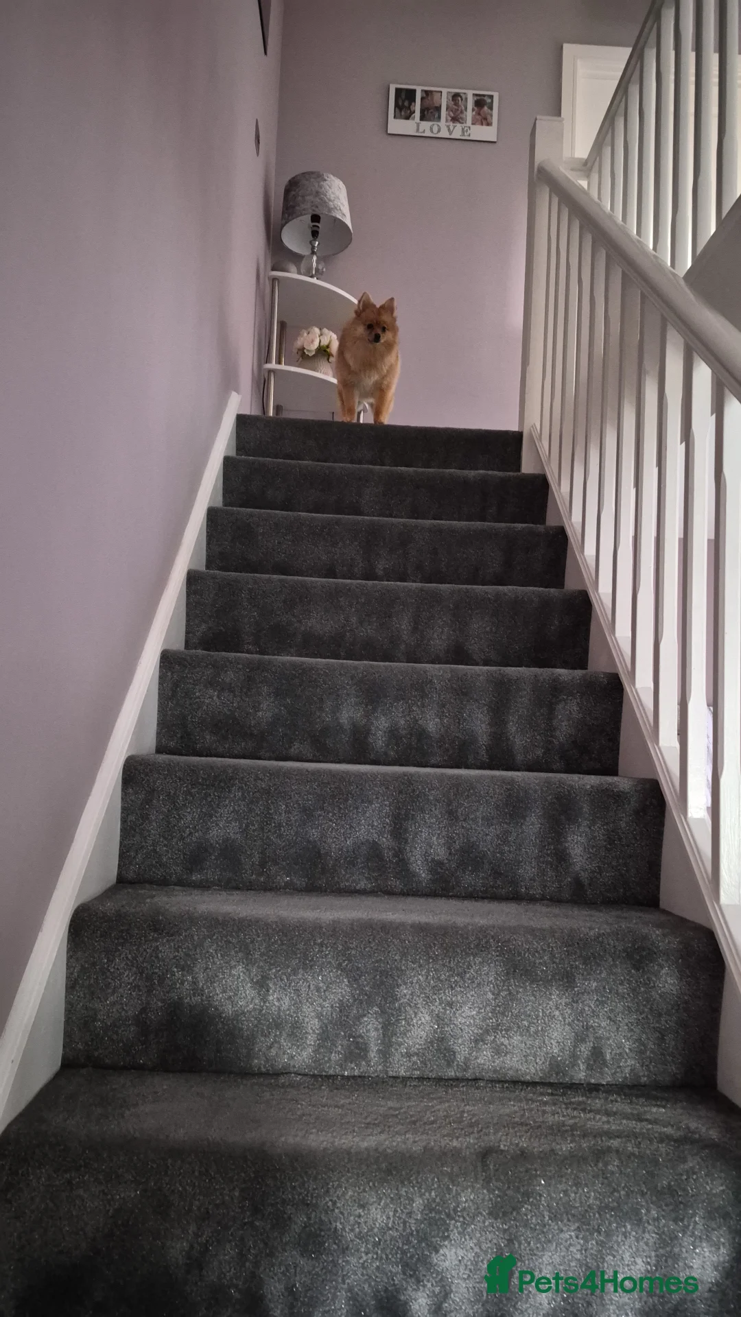 Pomeranian dogs for sale: Pomeranian puppie - Advert 5