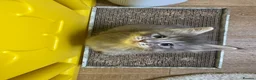 Ragcoon cats for sale: Gorgeous Mainecoon x ragdoll babies  - Advert 8