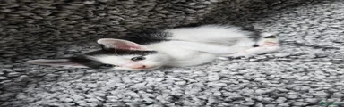 Patches (Tuxedo)