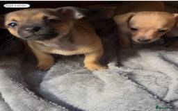 Mixed Breed dogs for sale: Beautiful jackchi puppies  - Advert 11