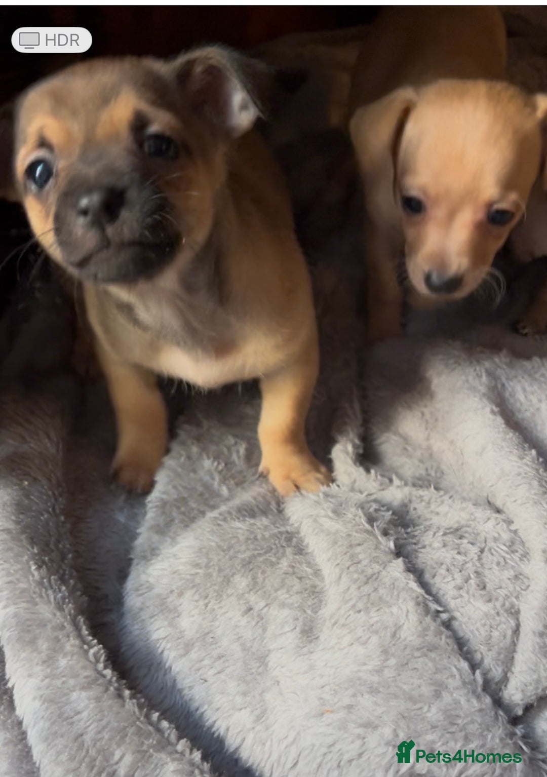 Mixed Breed dogs for sale: Beautiful jackchi puppies  - Advert 11
