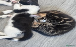 Mixed Breed cats for sale: Kittens for sale.  - Image 2