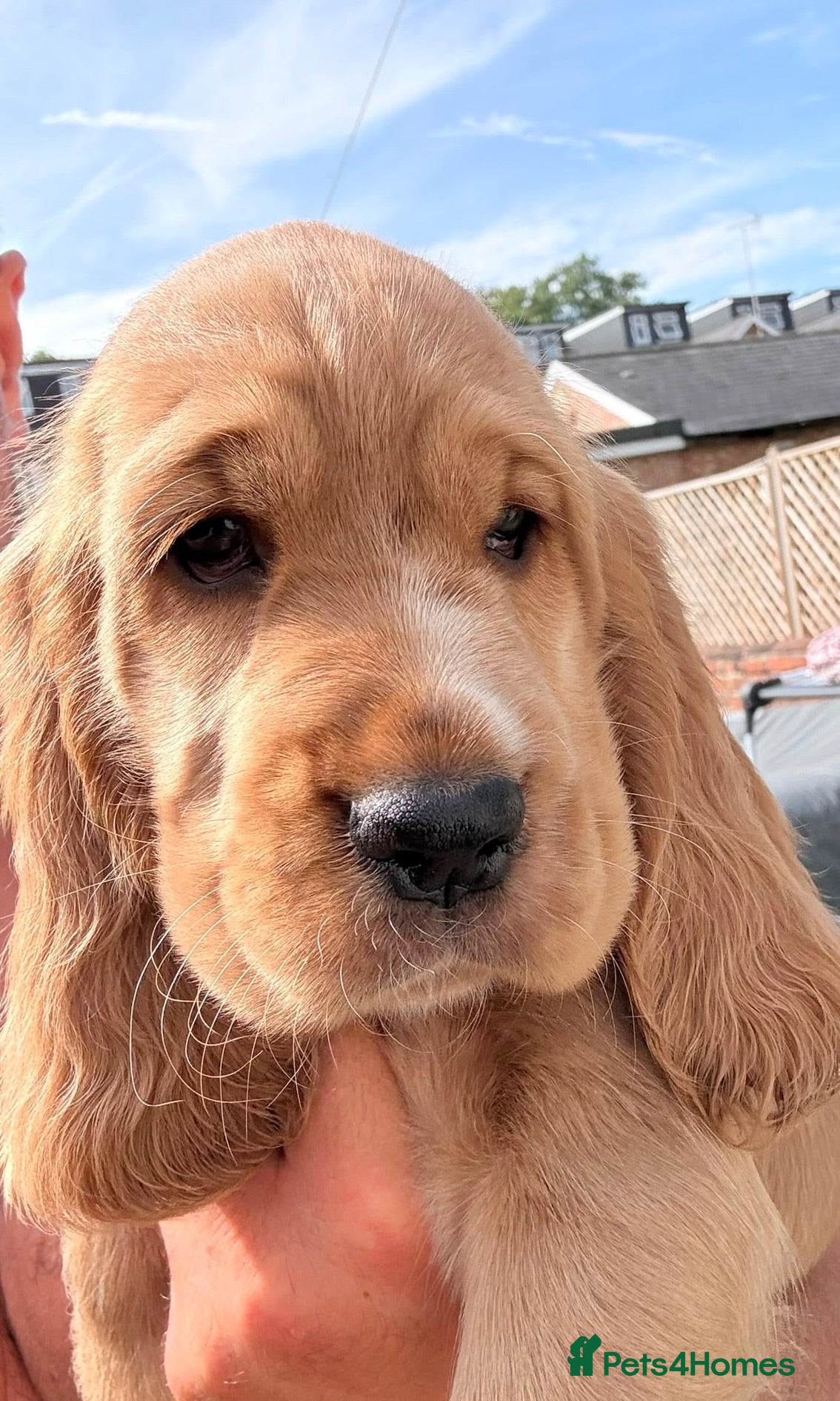 Cocker Spaniel dogs 🌟🌟🌟Beautiful English Gold Show Cocker Spaniel  - Advert 1