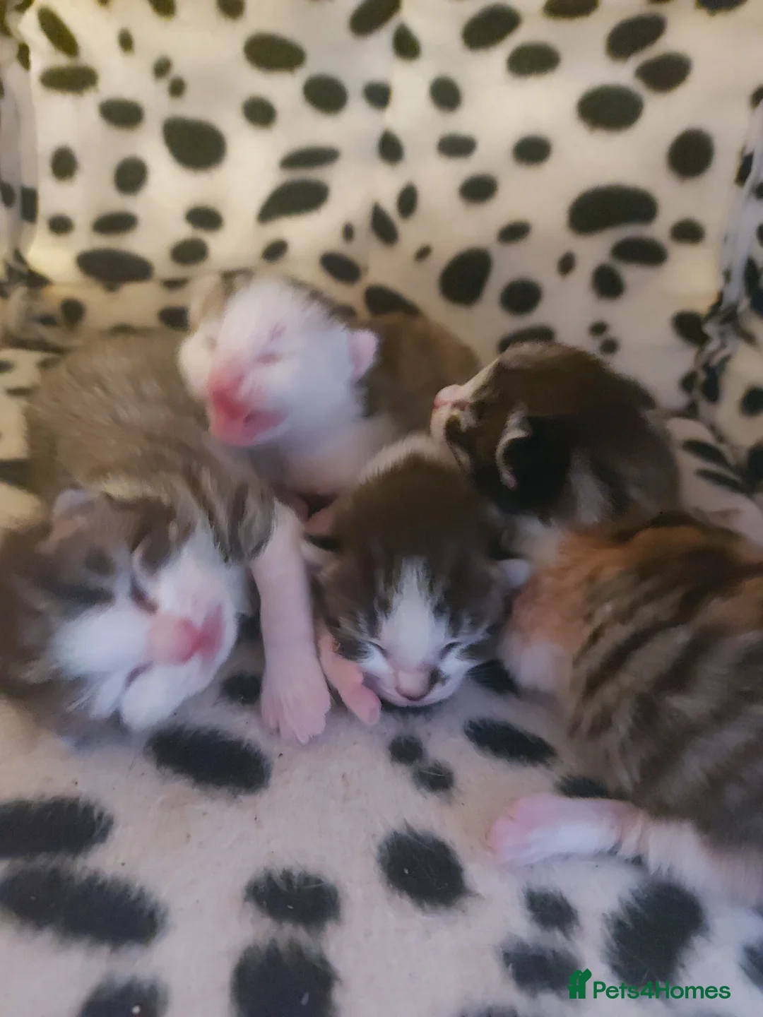 Mixed Breed cats for sale: Mixed Breed Kittens For Sale - Advert 11