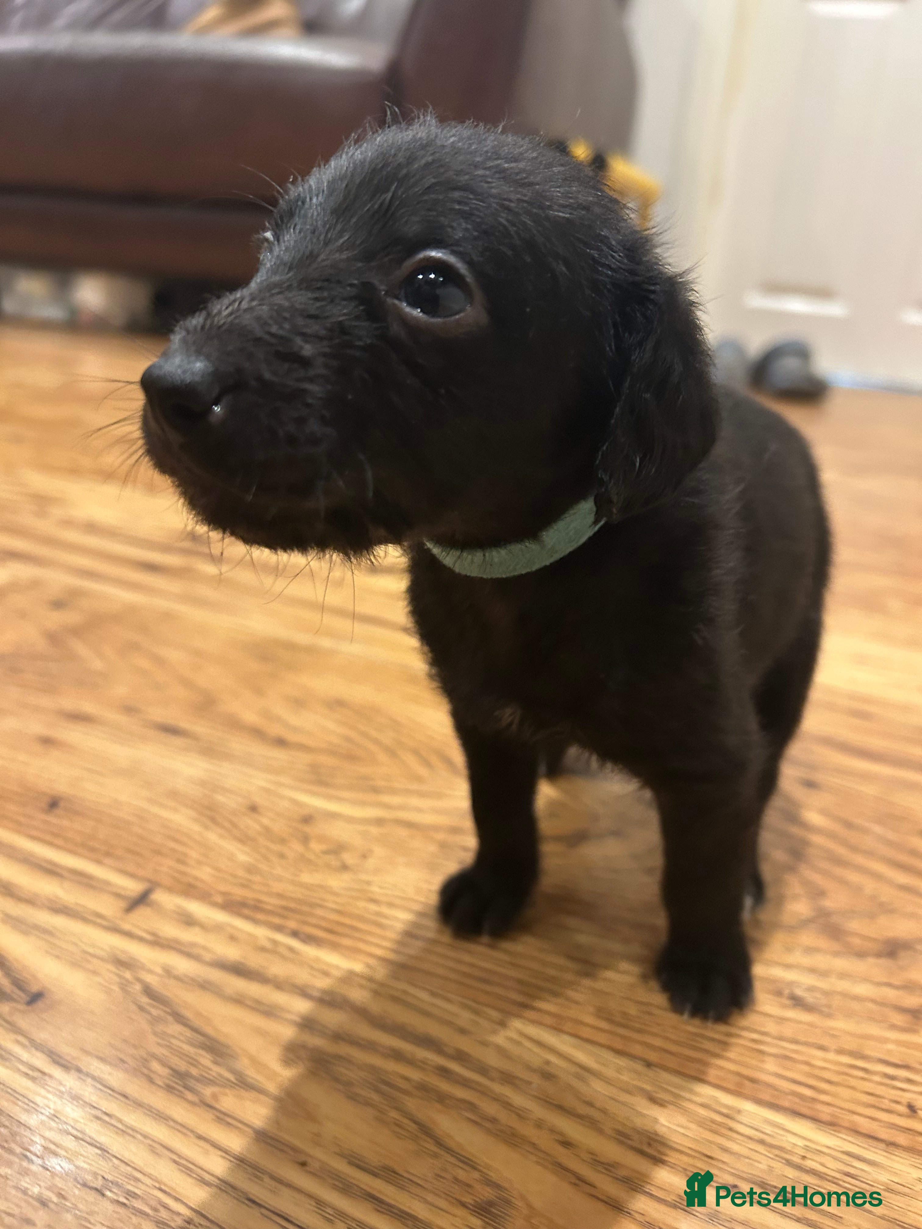 Mixed Breed dogs Bedlington Whippet first cross - Advert 2