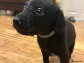 Mixed Breed dogs Bedlington Whippet first cross - Advert 2