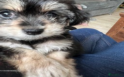 Lhasa Apso dogs for stud: KC registered PRA4 clear Lhasa apso for stud in Northampton - Image 15