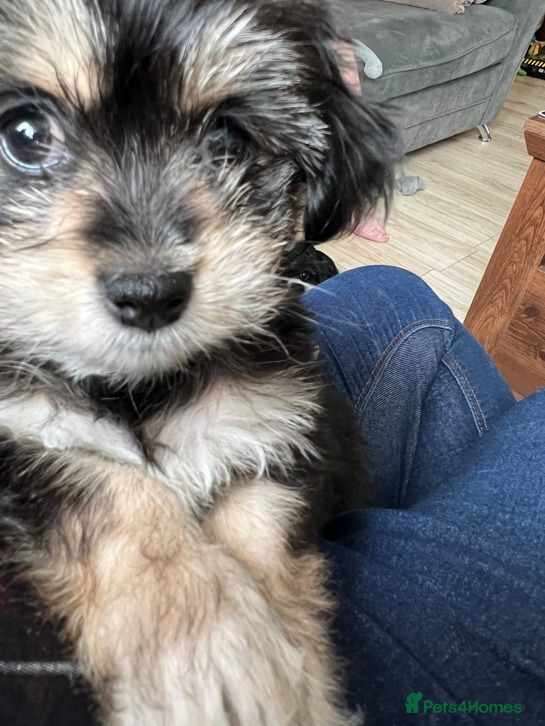 Lhasa Apso dogs for stud: KC registered PRA4 clear Lhasa apso for stud in Northampton - Image 15