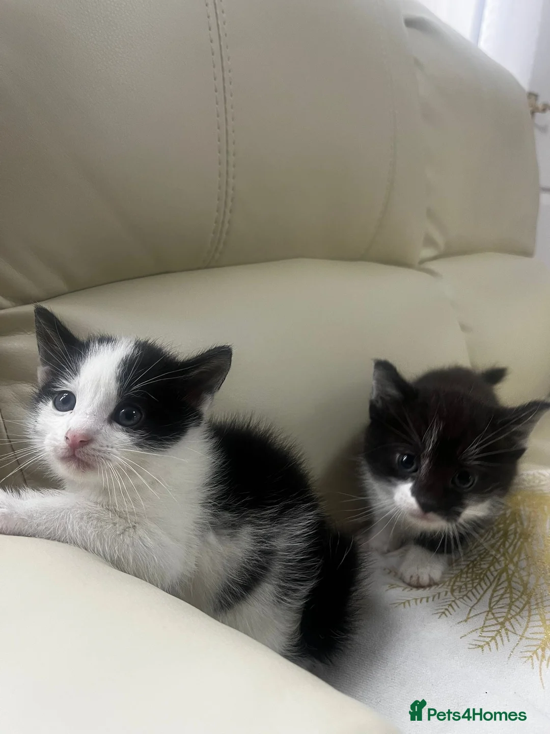 Mixed Breed cats for sale: 6 tabby kittens! - Advert 15