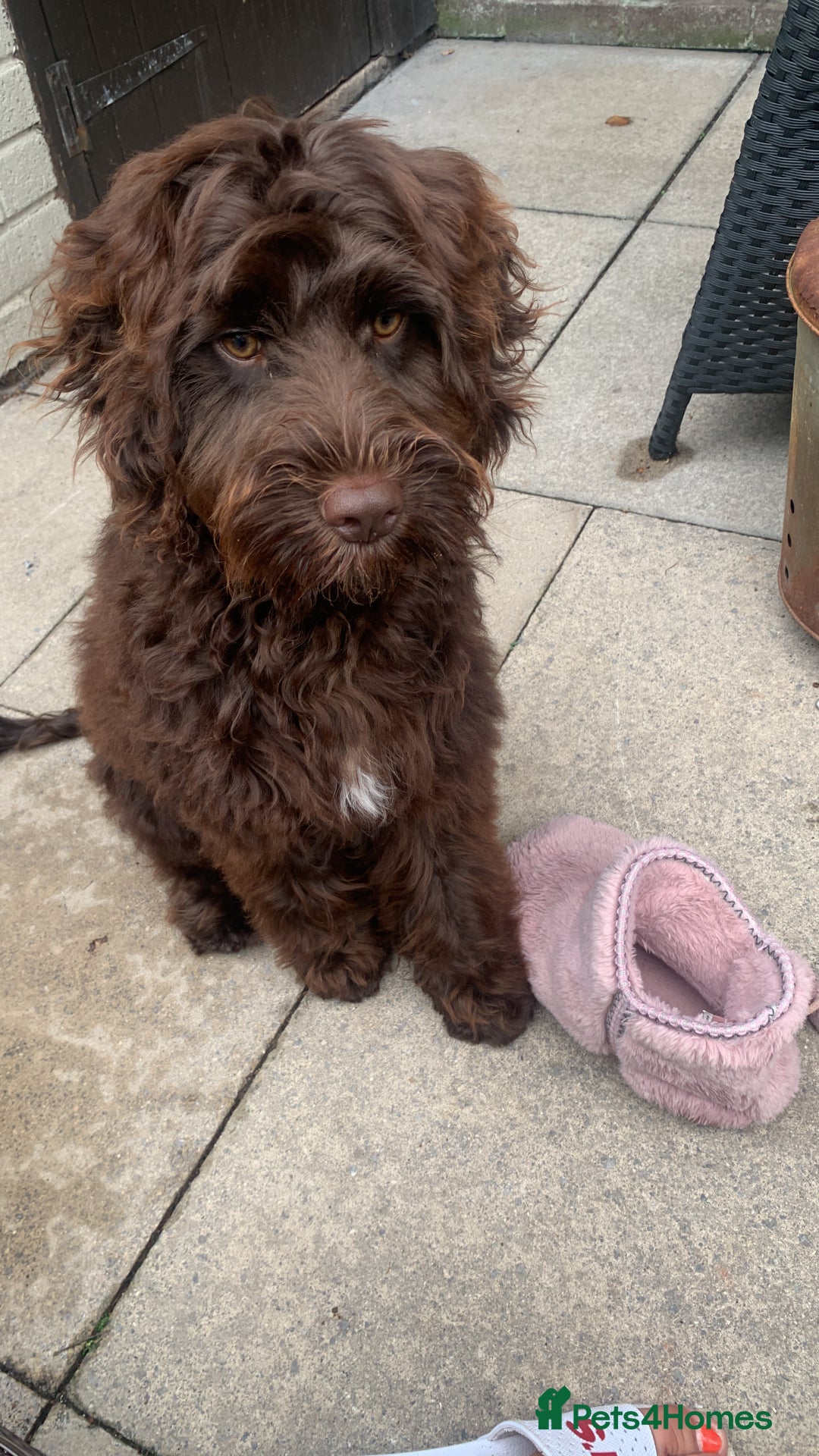 Cockapoo dogs for sale: 1 year old male cockapoo  - Advert 16