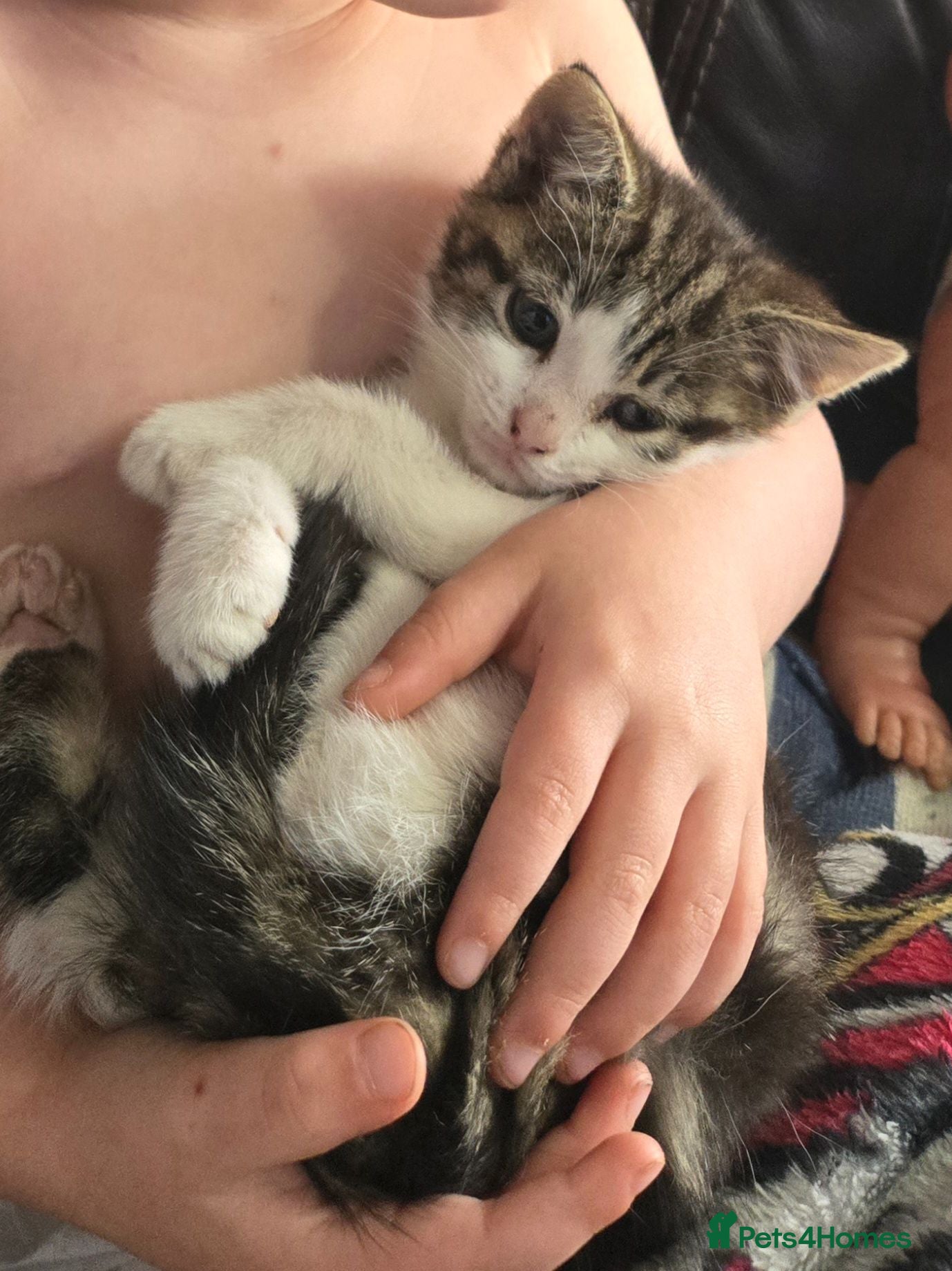 British Shorthair cats Stunning Kittens Ready For Forever Homes  - Advert 1