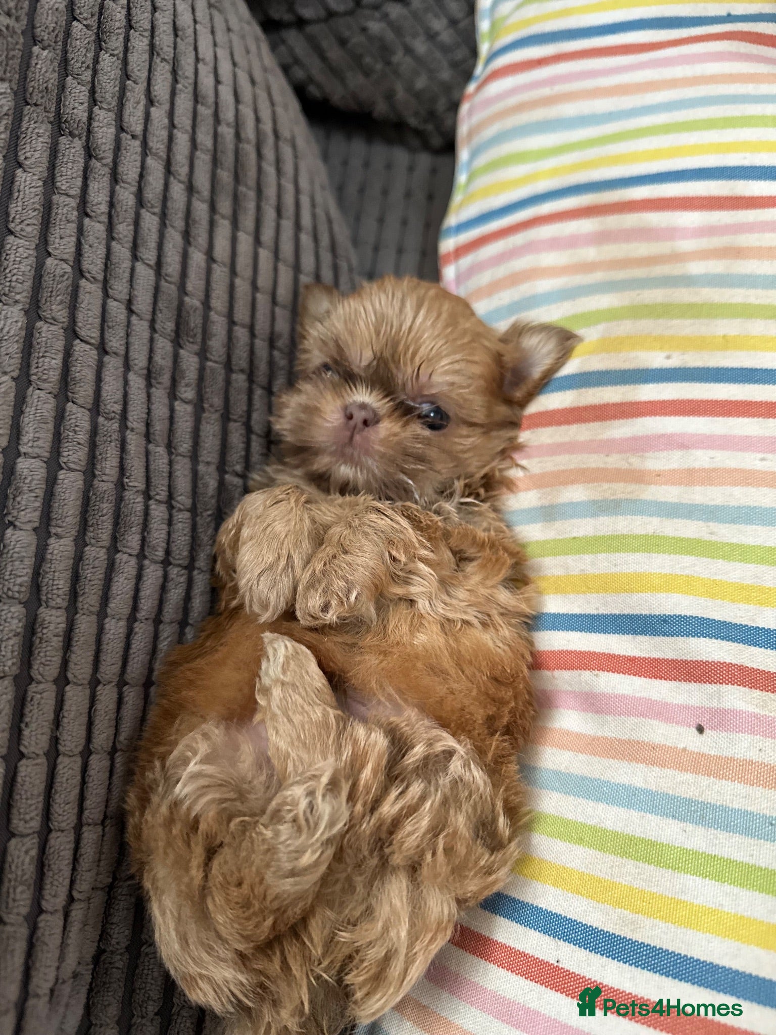 Shih Tzu dogs Imperial shihtzu pups Ready Now! - Advert 4