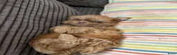Shih Tzu dogs for sale: Imperial shihtzu puppies  - Advert 4