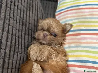 Shih Tzu dogs Imperial shihtzu pups Ready Now! - Advert 4