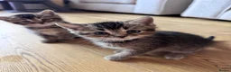 British Shorthair cats for sale: British shorthair kittens  - Advert 16