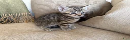 Bengal cats for sale: Exceptional Bengal Heritage Kittens in Llangammarch Wells - Advert 14