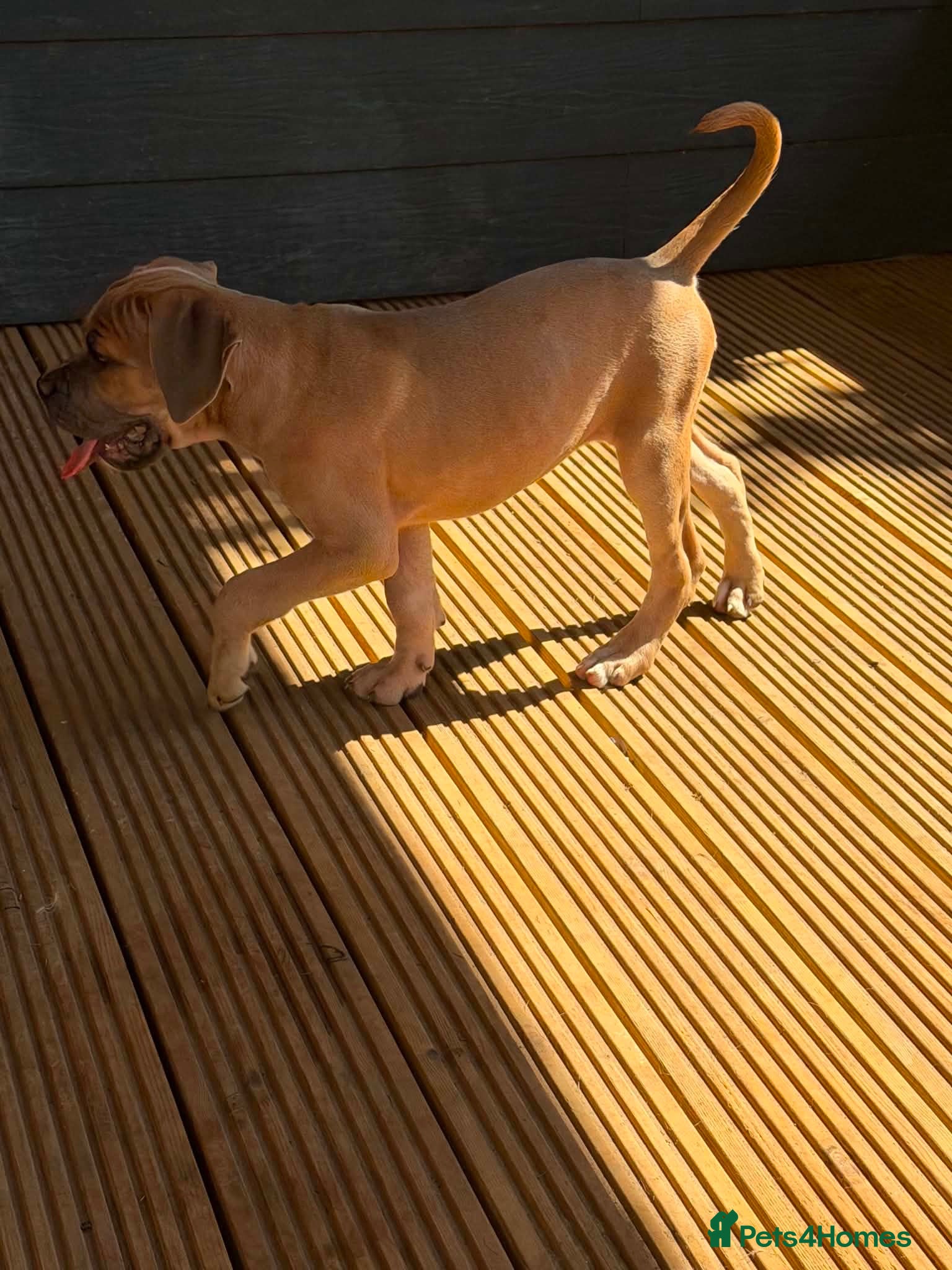 Cane Corso dogs Last stunning formentino girl left 😍 - Advert 2