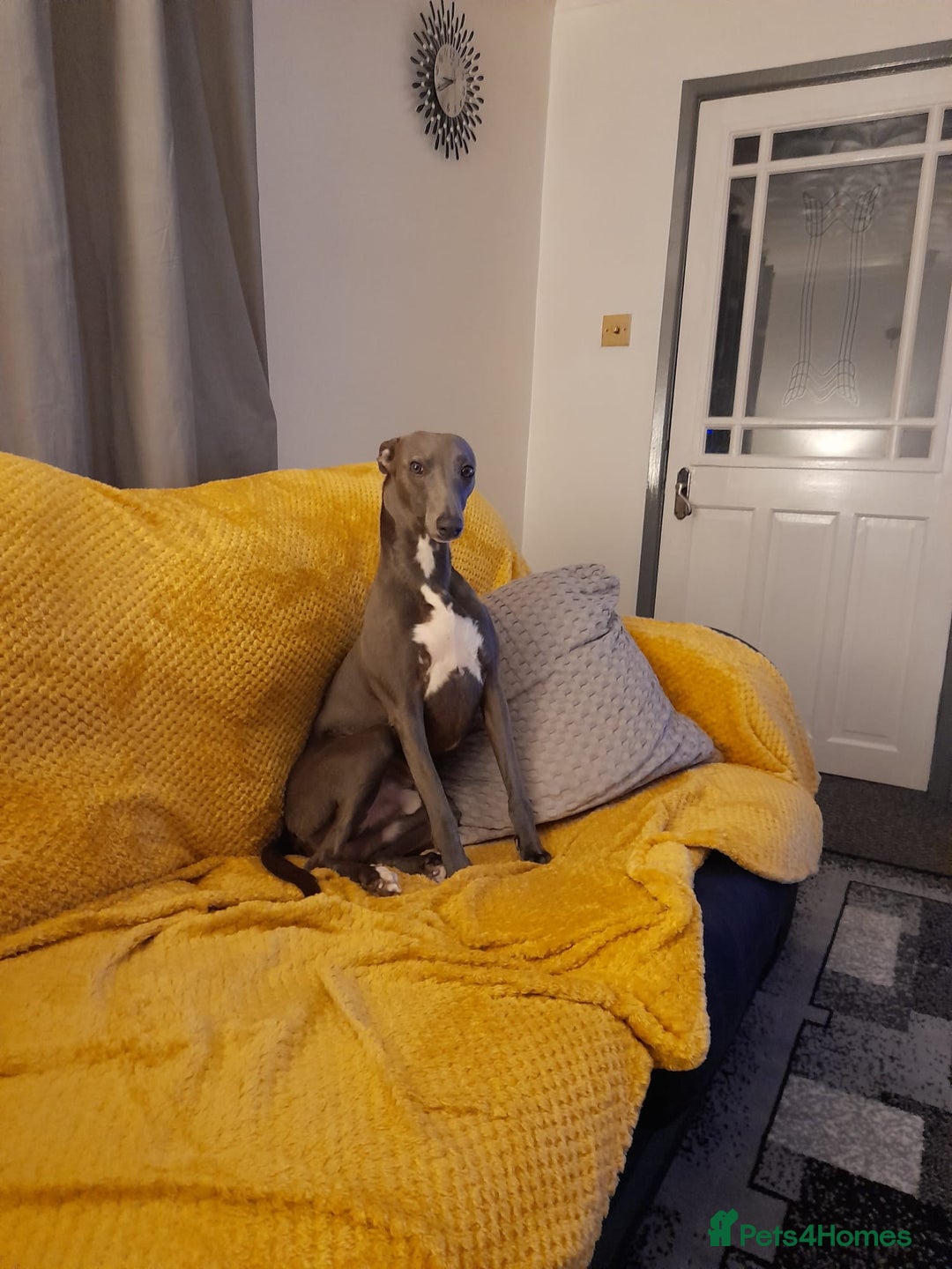 Whippet dogs for sale: Blue whippet - Advert 2