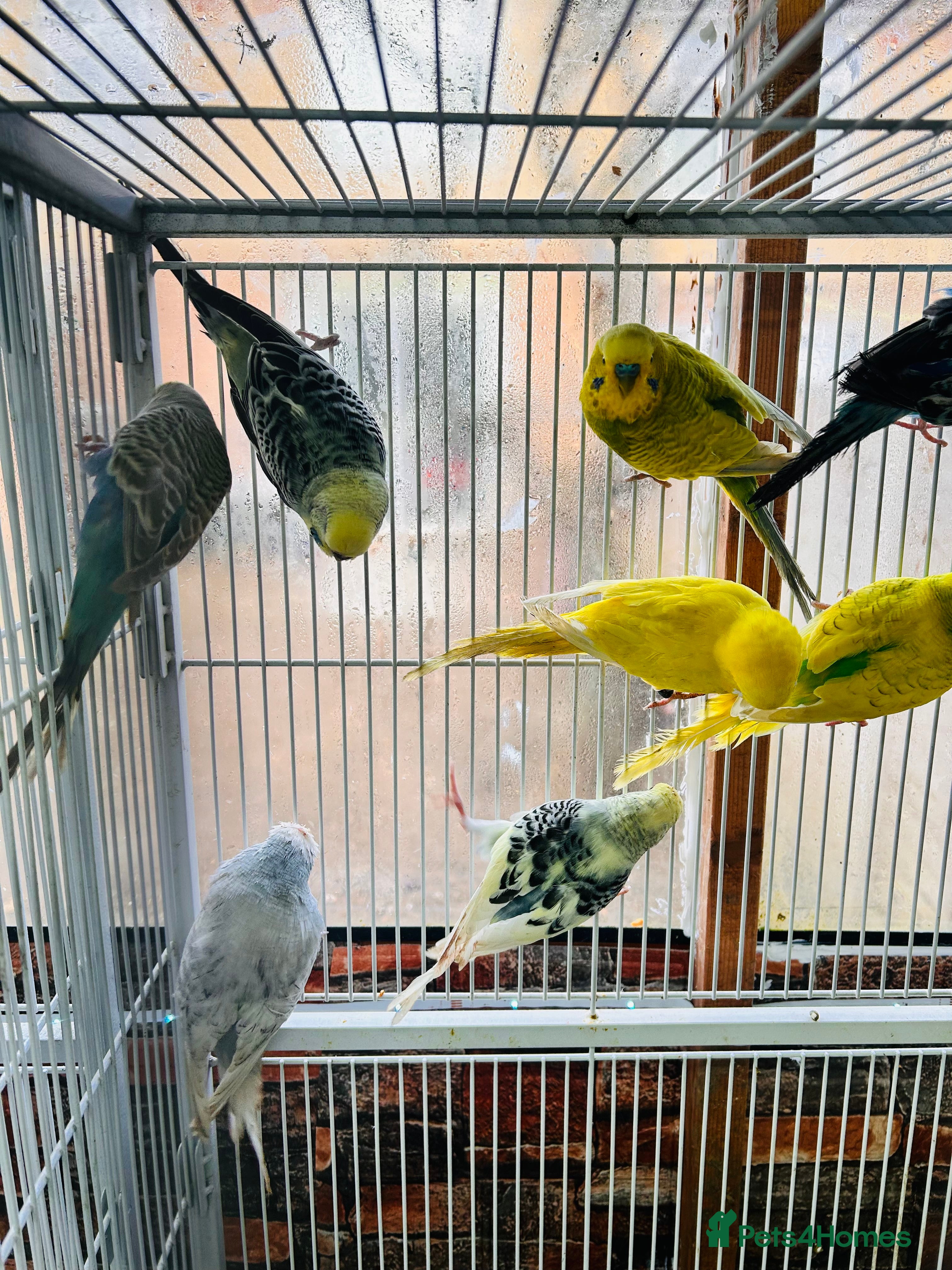 Budgerigars birds Various Budgies for sale  - Advert 5