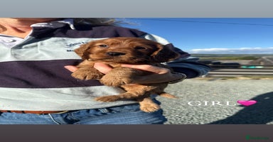 Cocker Spaniel dogs - Advert 10