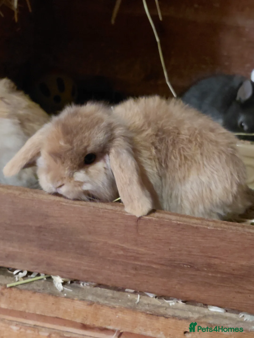 Mini Lop rabbits for sale: Mini Lop babies.  - Advert 2