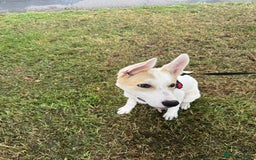 Mixed Breed dogs for sale: Jasmin - Image 3