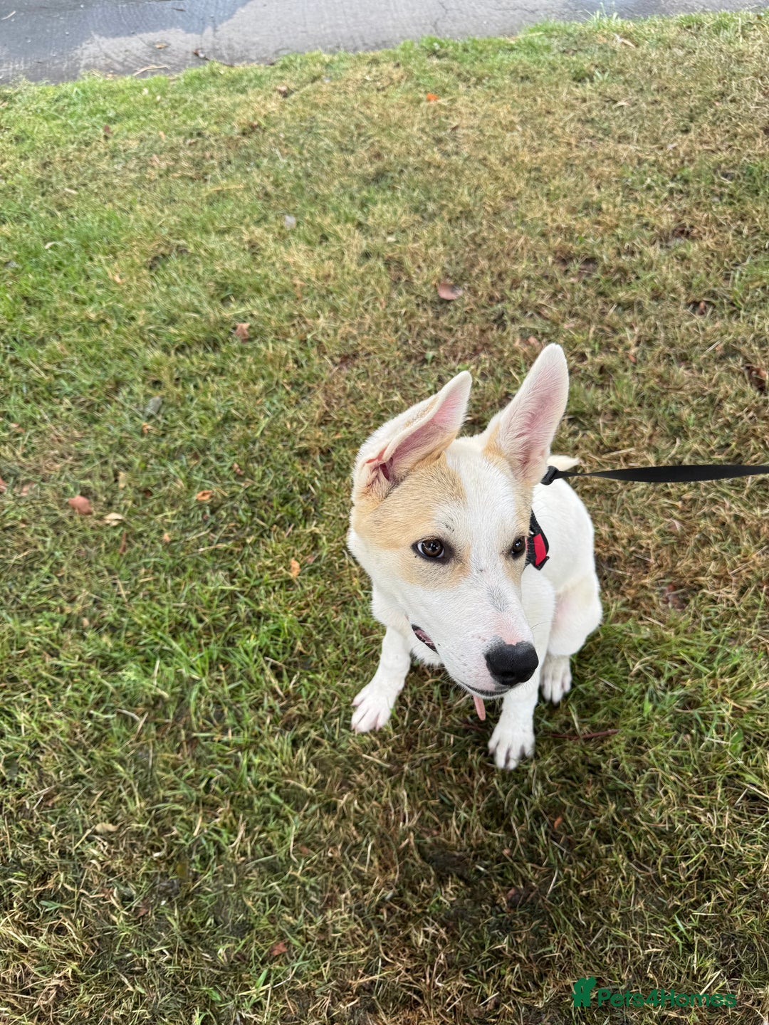Mixed Breed dogs for sale: Jasmin - Image 3