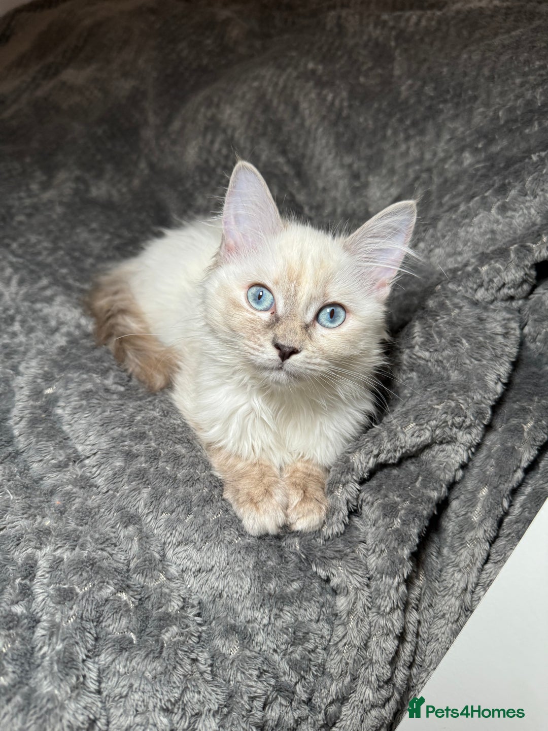 Ragdoll cats for sale: 2 Ragdoll babies available… NOW  - Advert 15