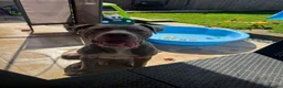 American Bully dogs for sale: Rocky American Bully 11 months old  - Advert 3