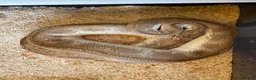 Python Snake reptiles for sale: Royal pythons  - Advert 32