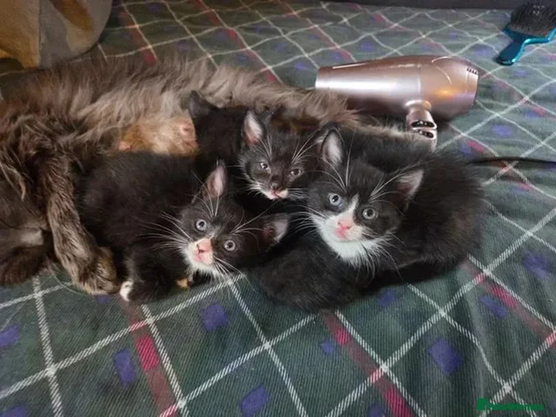 Mixed Breed cats for sale: Tuxedo Kittens Ready For a Home - Advert 20
