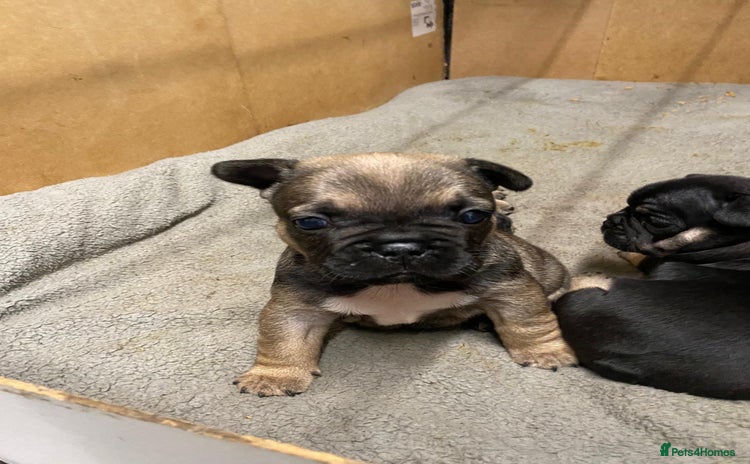French Bulldog dogs - Advert 1