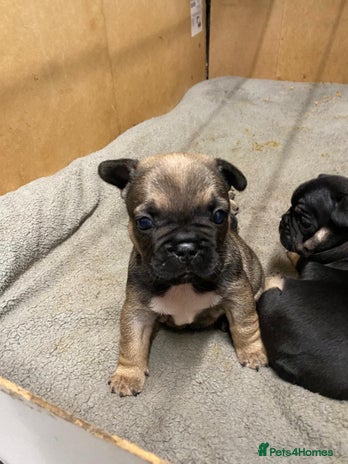 French Bulldog dogs - Advert 14