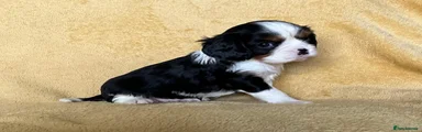 Cavalier King Charles Spaniel Puppy 2
