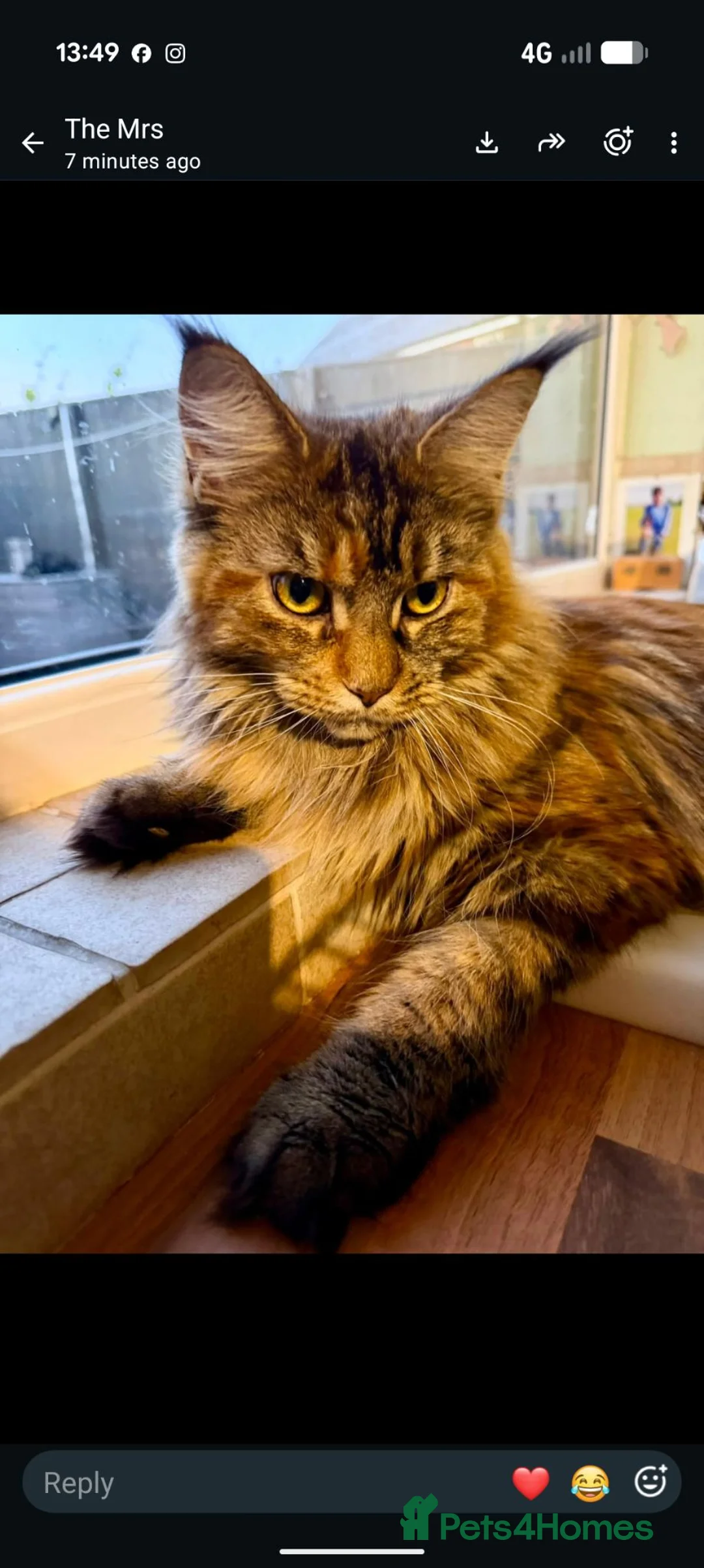 Maine Coon cats for sale: 2 Beautiful Female Maine coons. - Advert 3