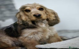 Cocker Spaniel dogs for sale: Kc chocolate roan sable - Image 4