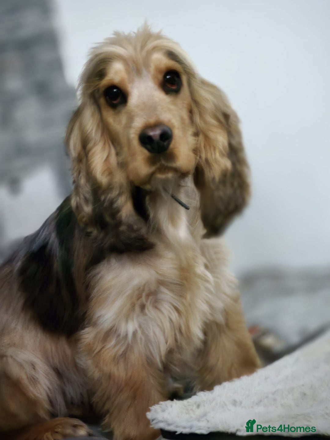 Cocker Spaniel dogs for sale: Kc chocolate roan sable - Image 4