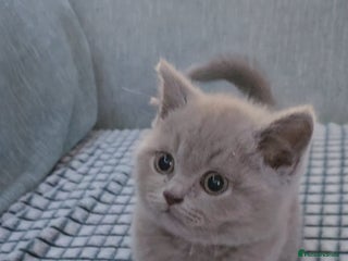 British Shorthair cats british short hairs kittens ready now - Advert 4