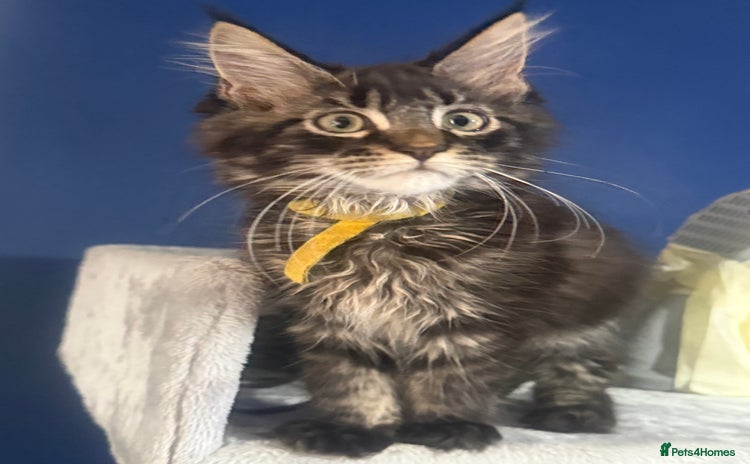 Maine Coon cats - Advert 14