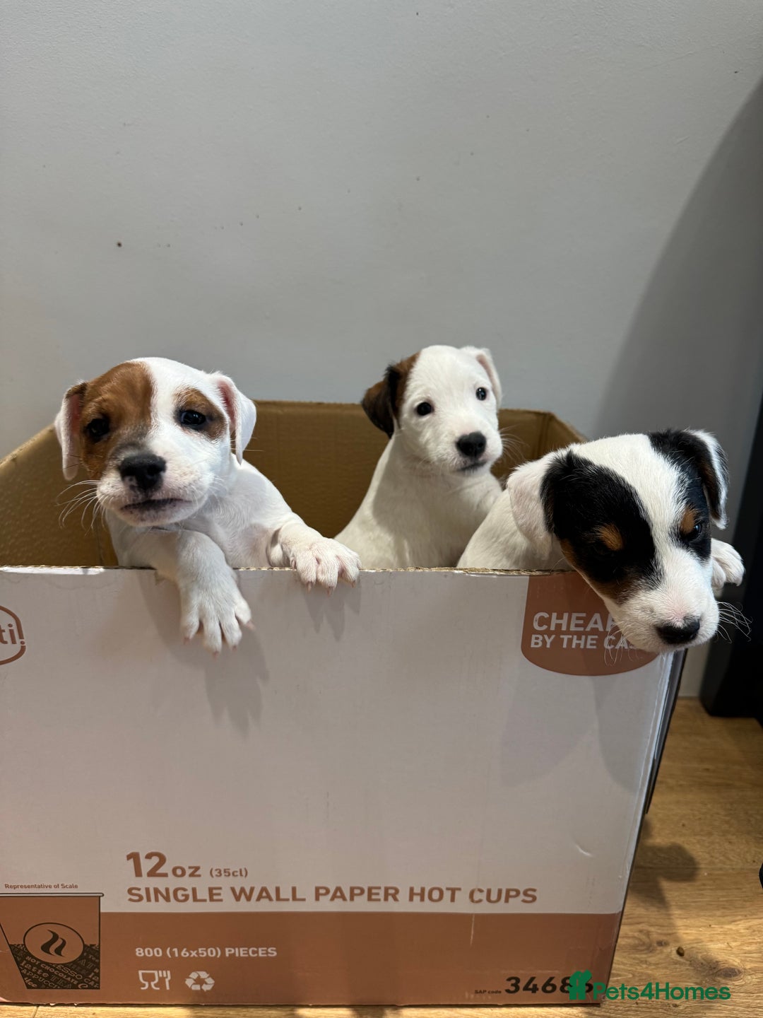 Mixed Breed dogs for sale: Lakeland/russell puppies - Advert 3