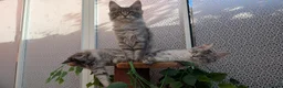 Maine Coon cats for sale: Stunning Maine coon kittens - Advert 8