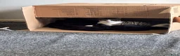 Mixed Breed cats for sale: Octavia & Emori Need a loving home together.  - Advert 5