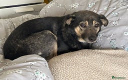 Mixed Breed dogs for adoption: Joey - Norwich Norfolk  - Image 1